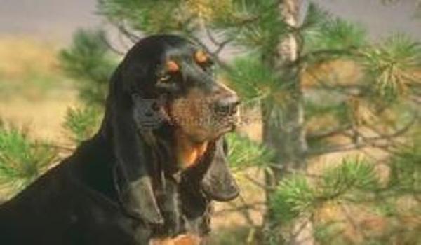 寻血猎犬在三角洲怎么获得(告诉我一个100%获得寻血猎犬的方法) 寻血猎犬在三角洲怎么获得(告诉我一个100%获得寻血猎犬的方法)